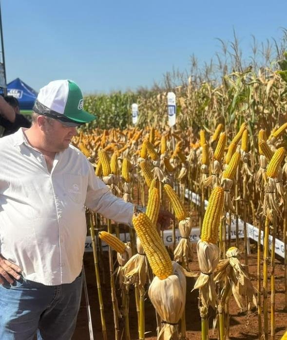 Avaliação de espigas em uma área demonstrativa de milho